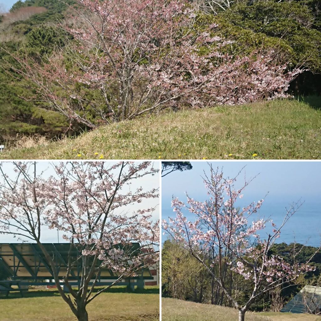 4月10日前後、マンガアイランドの桜です。