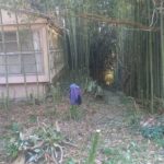 竹の伐採２