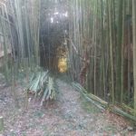 竹の伐採１